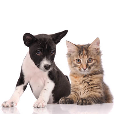 Chesapeake Veterinary Mobile Services INC - specialized veterinary care for dogs and cats in New Castle County, including the communities of Hockessin, Greenville, Newark, and Wilmington.